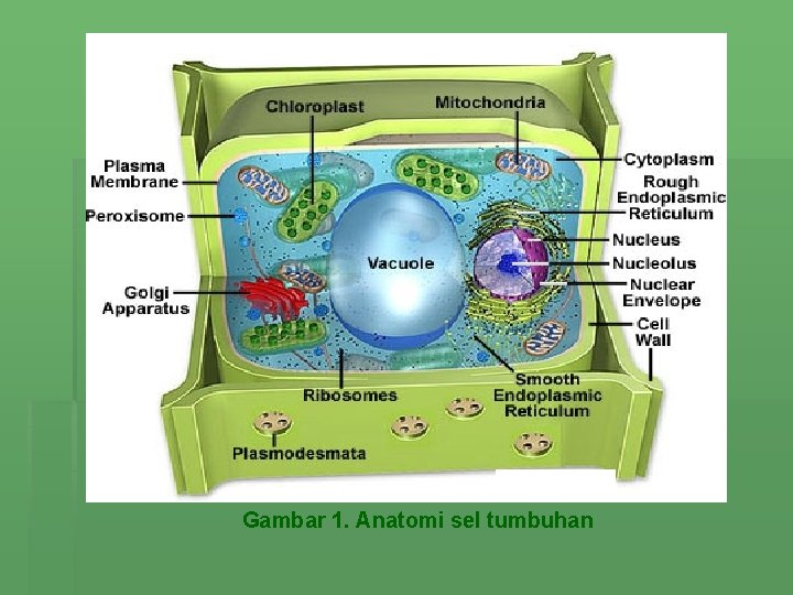 Gambar 1. Anatomi sel tumbuhan 