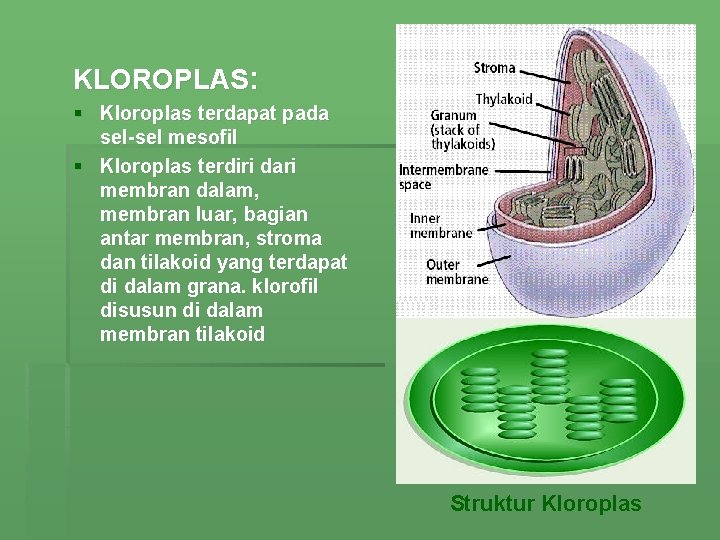 KLOROPLAS: § Kloroplas terdapat pada sel-sel mesofil § Kloroplas terdiri dari membran dalam, membran