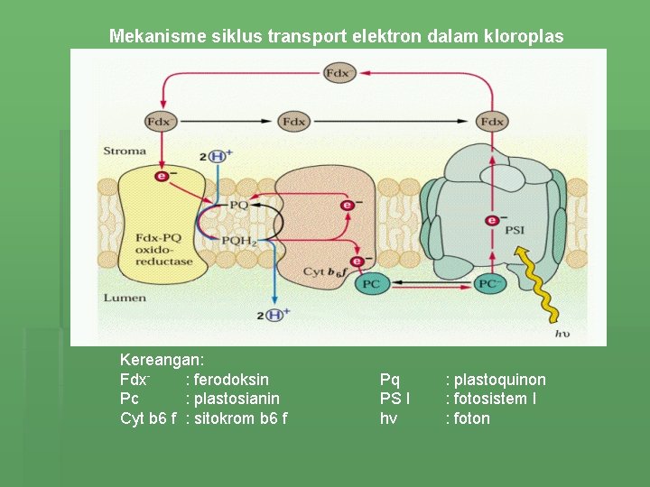 Mekanisme siklus transport elektron dalam kloroplas Kereangan: Fdx: ferodoksin Pc : plastosianin Cyt b