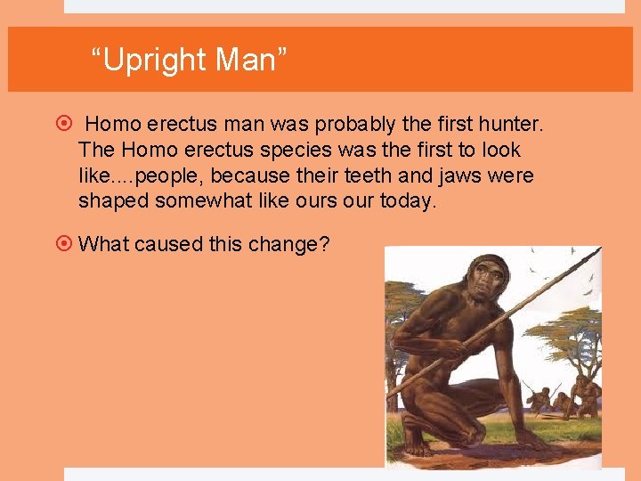 “Upright Man” Homo erectus man was probably the first hunter. The Homo erectus species