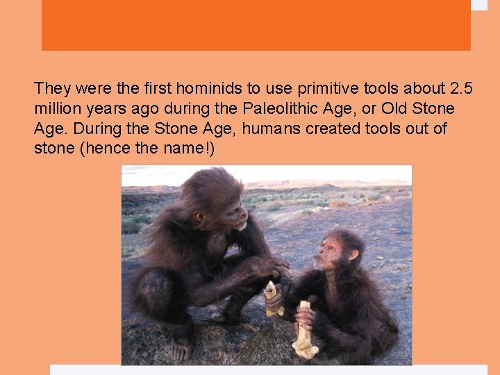 They were the first hominids to use primitive tools about 2. 5 million years