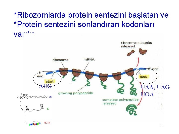 *Ribozomlarda protein sentezini başlatan ve *Protein sentezini sonlandıran kodonları vardır AUG UAA, UAG UGA