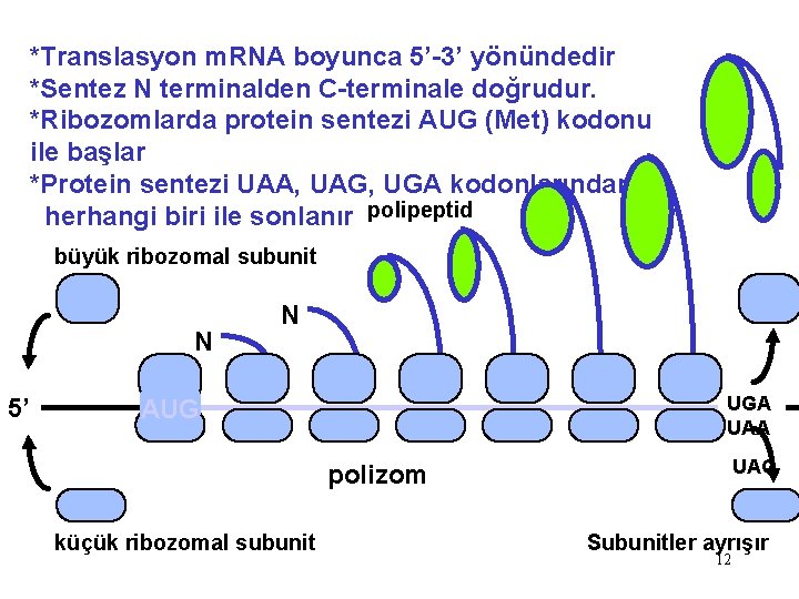 *Translasyon m. RNA boyunca 5’-3’ yönündedir *Sentez N terminalden C-terminale doğrudur. *Ribozomlarda protein sentezi