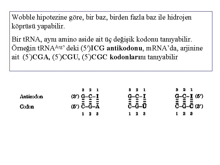 Wobble hipotezine göre, bir baz, birden fazla baz ile hidrojen köprüsü yapabilir. Bir t.