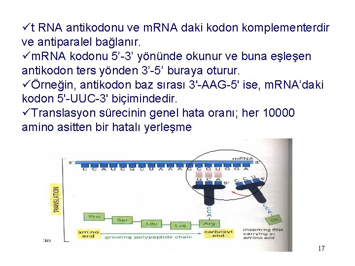 üt RNA antikodonu ve m. RNA daki kodon komplementerdir ve antiparalel bağlanır. üm. RNA