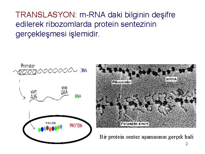 TRANSLASYON: m-RNA daki bilginin deşifre edilerek ribozomlarda protein sentezinin gerçekleşmesi işlemidir. Bir protein sentez