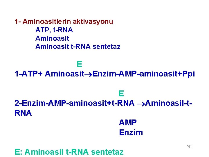 1 - Aminoasitlerin aktivasyonu ATP, t-RNA Aminoasit t-RNA sentetaz E 1 -ATP+ Aminoasit Enzim-AMP-aminoasit+Ppi