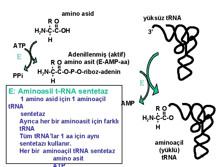 amino asid yüksüz t. RNA - = RO H 2 N-C-C-OH E PPi H