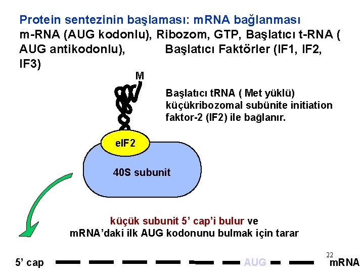 Protein sentezinin başlaması: m. RNA bağlanması m-RNA (AUG kodonlu), Ribozom, GTP, Başlatıcı t-RNA (