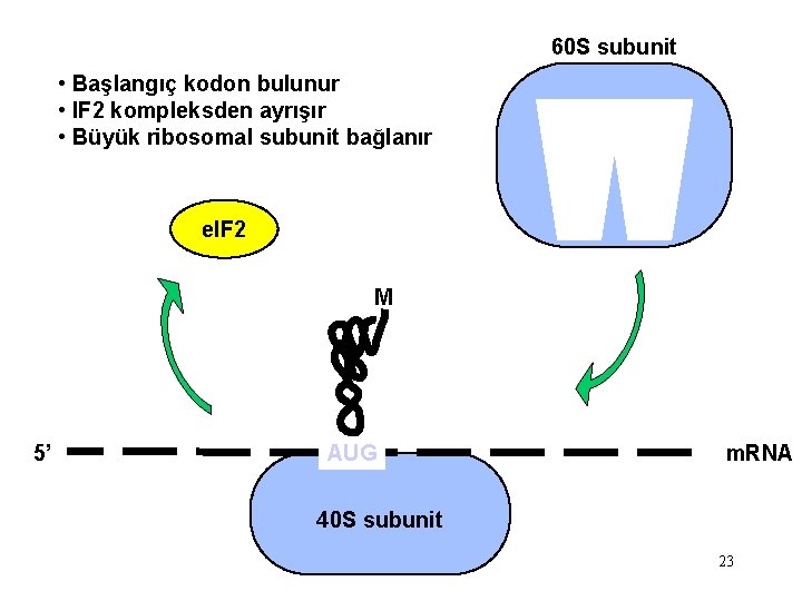 60 S subunit • Başlangıç kodon bulunur • IF 2 kompleksden ayrışır • Büyük