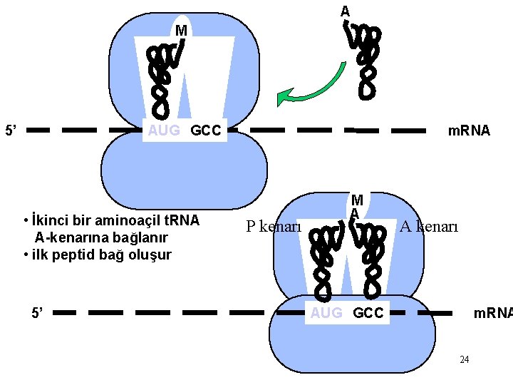 A M AUG GCC 5’ • İkinci bir aminoaçil t. RNA A-kenarına bağlanır •