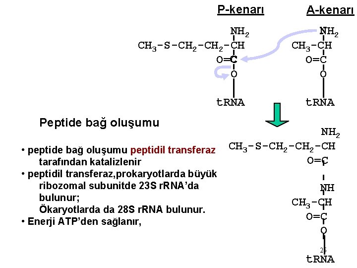 P-kenarı NH 2 CH 3 -S-CH 2 -CH C O=C O t. RNA Peptide