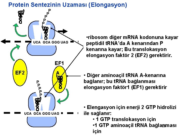 Protein Sentezinin Uzaması (Elongasyon) P P P UCA GGG UAG • ribosom diğer m.