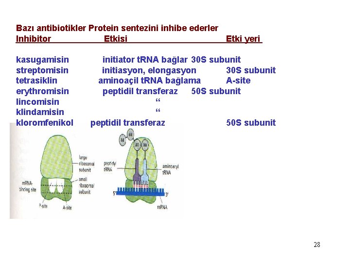 Bazı antibiotikler Protein sentezini inhibe ederler Inhibitor Etkisi Etki yeri kasugamisin streptomisin tetrasiklin erythromisin