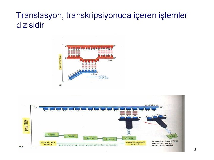 Translasyon, transkripsiyonuda içeren işlemler dizisidir 3 