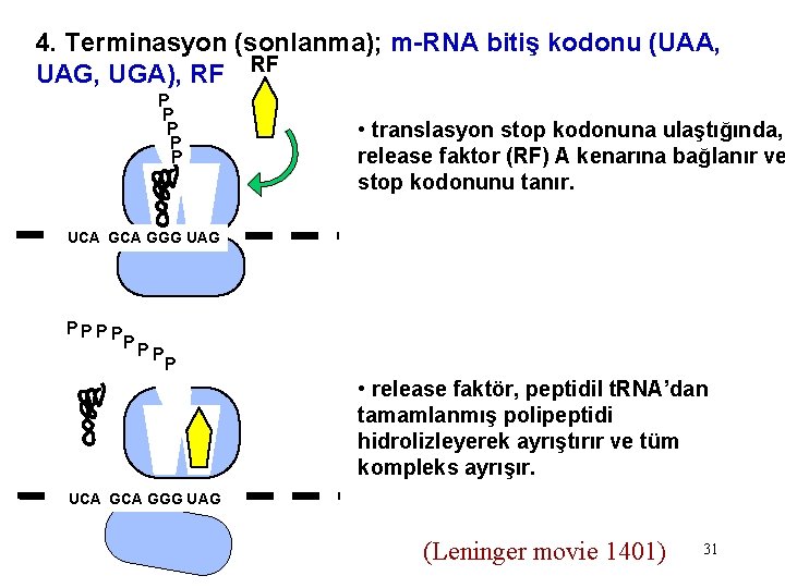 4. Terminasyon (sonlanma); m-RNA bitiş kodonu (UAA, UAG, UGA), RF RF P P P