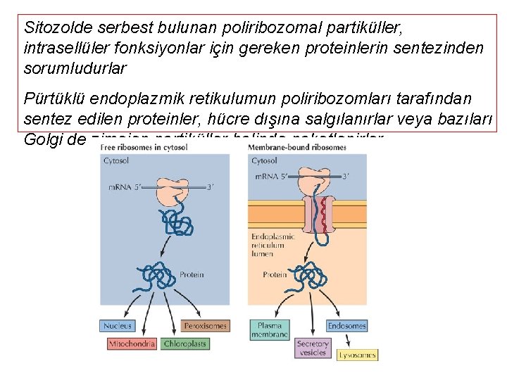 Sitozolde serbest bulunan poliribozomal partiküller, intrasellüler fonksiyonlar için gereken proteinlerin sentezinden sorumludurlar Pürtüklü endoplazmik