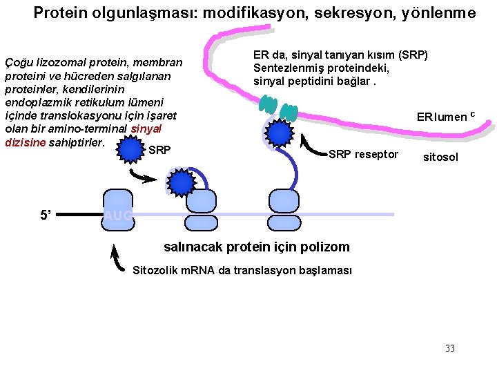 Protein olgunlaşması: modifikasyon, sekresyon, yönlenme Çoğu lizozomal protein, membran proteini ve hücreden salgılanan proteinler,