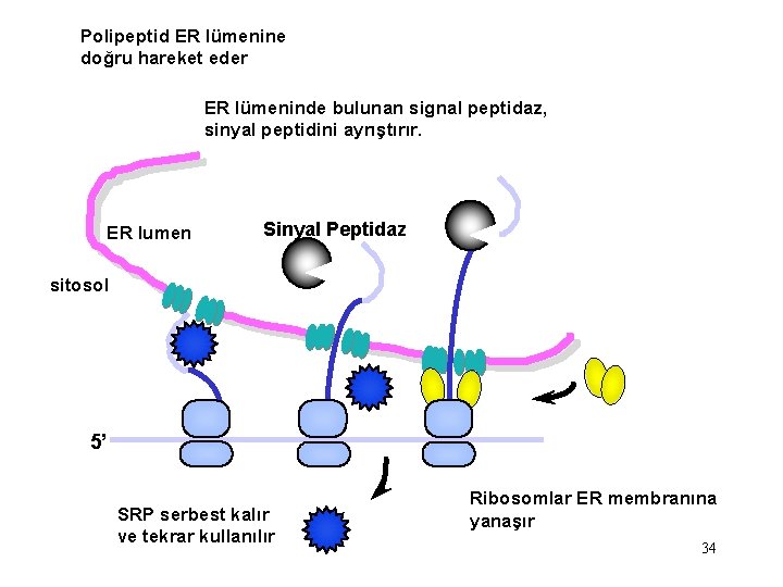 Polipeptid ER lümenine doğru hareket eder ER lümeninde bulunan signal peptidaz, sinyal peptidini ayrıştırır.