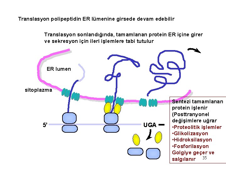 Translasyon polipeptidin ER lümenine girsede devam edebilir Translasyon sonlandığında, tamamlanan protein ER içine girer