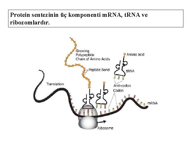 Protein sentezinin üç komponenti m. RNA, t. RNA ve ribozomlardır. 