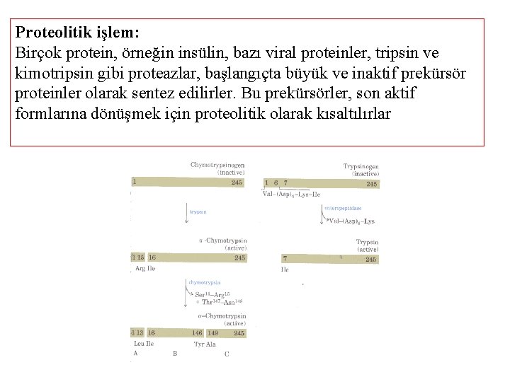 Proteolitik işlem: Birçok protein, örneğin insülin, bazı viral proteinler, tripsin ve kimotripsin gibi proteazlar,