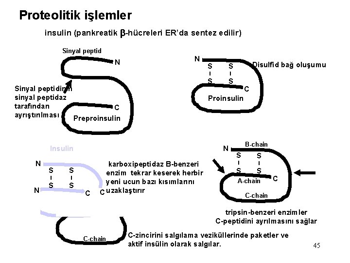 Proteolitik işlemler insulin (pankreatik b-hücreleri ER’da sentez edilir) Sinyal peptid N N Sinyal peptidinin