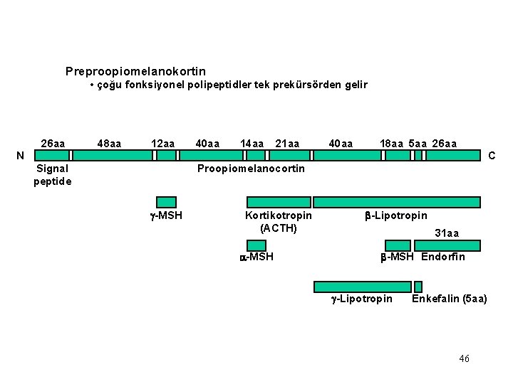 Preproopiomelanokortin • çoğu fonksiyonel polipeptidler tek prekürsörden gelir 26 aa 48 aa 12 aa