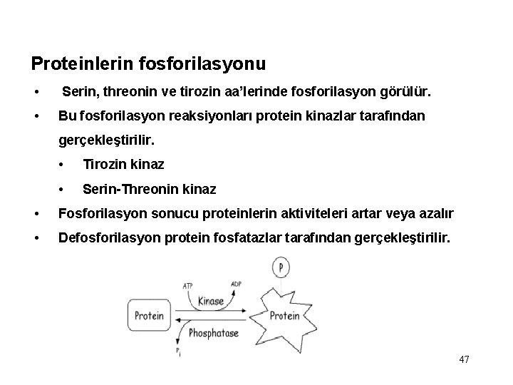 Proteinlerin fosforilasyonu • Serin, threonin ve tirozin aa’lerinde fosforilasyon görülür. • Bu fosforilasyon reaksiyonları