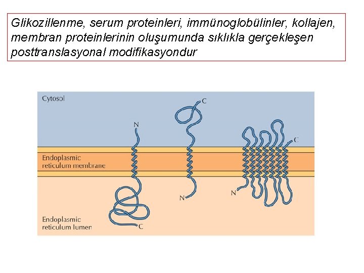 Glikozillenme, serum proteinleri, immünoglobülinler, kollajen, membran proteinlerinin oluşumunda sıklıkla gerçekleşen posttranslasyonal modifikasyondur 