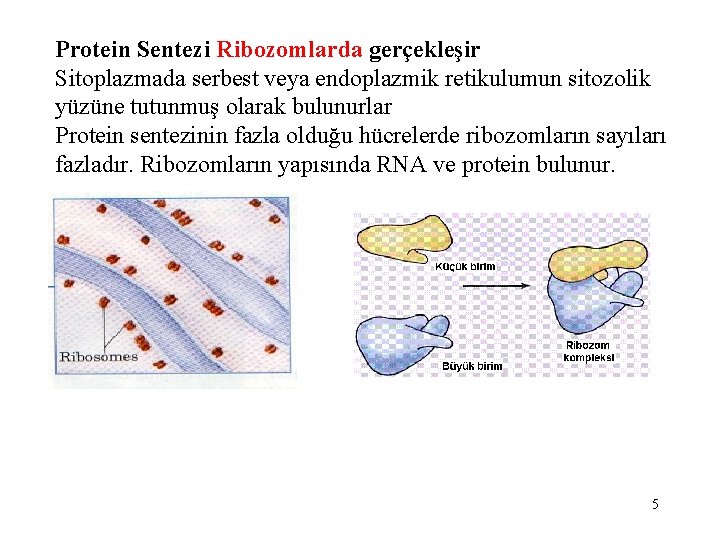 Protein Sentezi Ribozomlarda gerçekleşir Sitoplazmada serbest veya endoplazmik retikulumun sitozolik yüzüne tutunmuş olarak bulunurlar