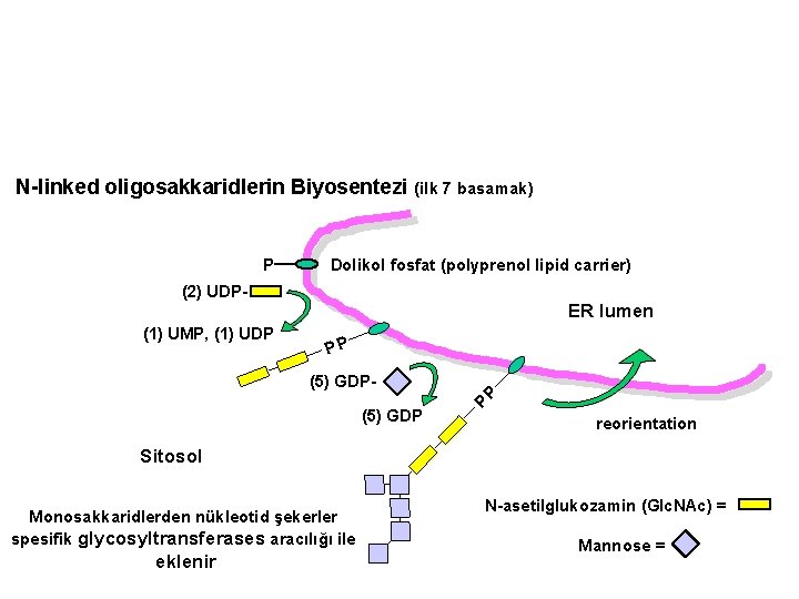 N-linked oligosakkaridlerin Biyosentezi (ilk 7 basamak) P Dolikol fosfat (polyprenol lipid carrier) (2) UDP(1)