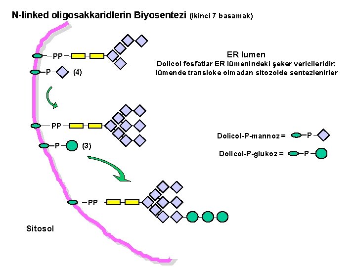 N-linked oligosakkaridlerin Biyosentezi (ikinci 7 basamak) ER lumen PP P Dolicol fosfatlar ER lümenindeki