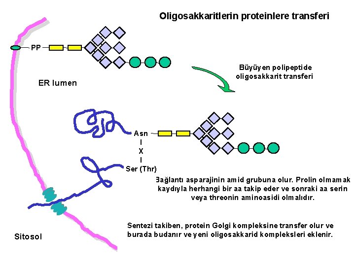 Oligosakkaritlerin proteinlere transferi PP ER lumen Büyüyen polipeptide oligosakkarit transferi Asn I X I