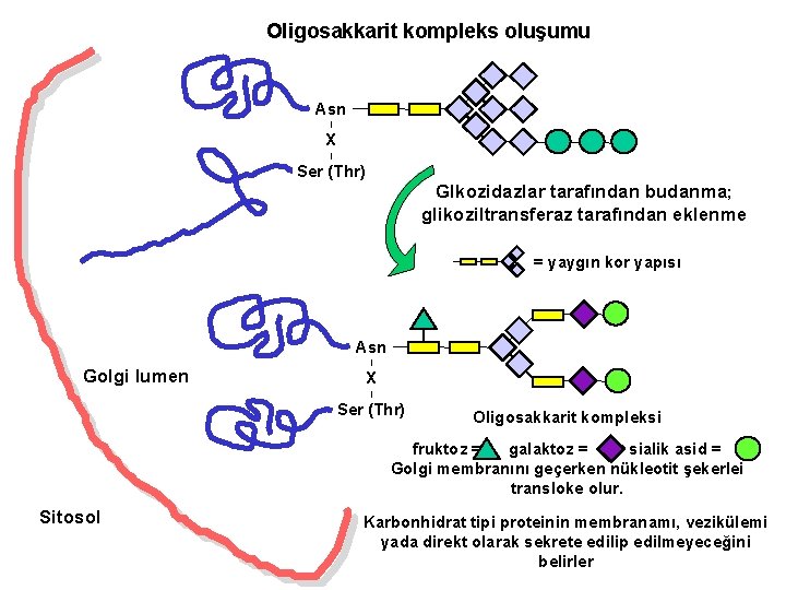 Oligosakkarit kompleks oluşumu Asn I X I Ser (Thr) Glkozidazlar tarafından budanma; glikoziltransferaz tarafından