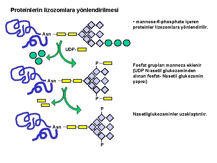 Proteinlerin lizozomlara yönlendirilmesi • mannose-6 -phosphate içeren proteinler lizozomlara yönlendirilir. Asn UDPP Fosfat grupları