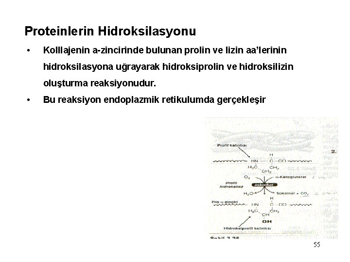 Proteinlerin Hidroksilasyonu • Kolllajenin a-zincirinde bulunan prolin ve lizin aa’lerinin hidroksilasyona uğrayarak hidroksiprolin ve