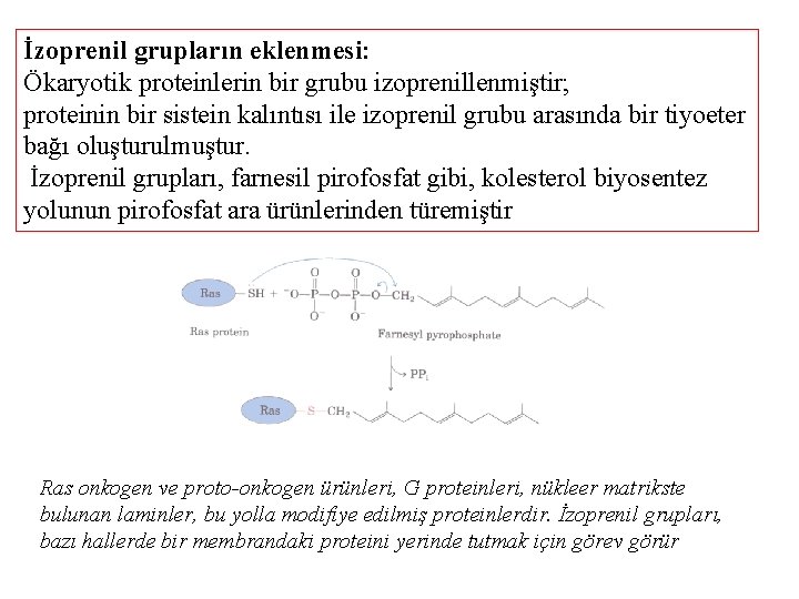 İzoprenil grupların eklenmesi: Ökaryotik proteinlerin bir grubu izoprenillenmiştir; proteinin bir sistein kalıntısı ile izoprenil