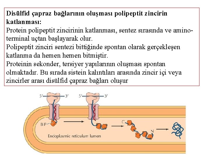 Disülfid çapraz bağlarının oluşması polipeptit zincirin katlanması: Protein polipeptit zincirinin katlanması, sentez sırasında ve