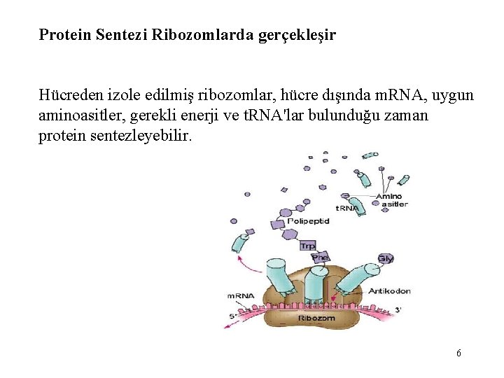 Protein Sentezi Ribozomlarda gerçekleşir Hücreden izole edilmiş ribozomlar, hücre dışında m. RNA, uygun aminoasitler,