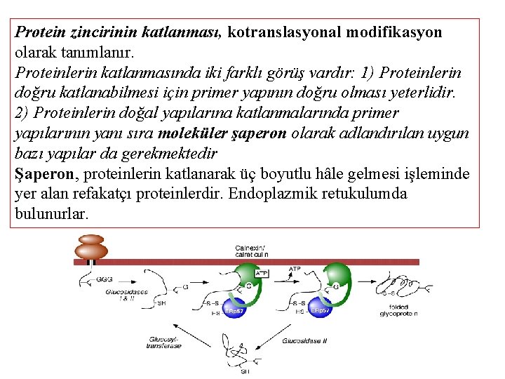 Protein zincirinin katlanması, kotranslasyonal modifikasyon olarak tanımlanır. Proteinlerin katlanmasında iki farklı görüş vardır: 1)