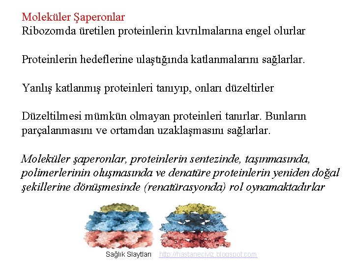 Moleküler Şaperonlar Ribozomda üretilen proteinlerin kıvrılmalarına engel olurlar Proteinlerin hedeflerine ulaştığında katlanmalarını sağlarlar. Yanlış