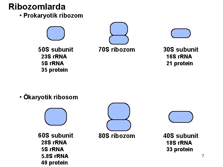 Ribozomlarda • Prokaryotik ribozom 50 S subunit 70 S ribozom 23 S r. RNA