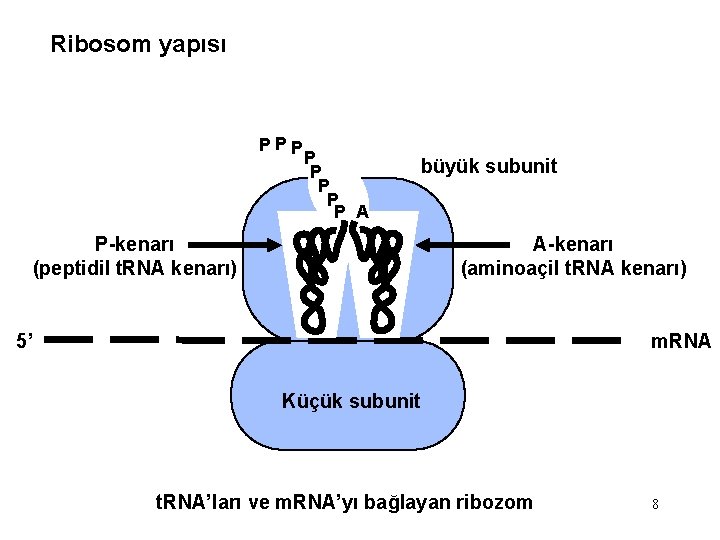 Ribosom yapısı P PP P P A büyük subunit P-kenarı (peptidil t. RNA kenarı)