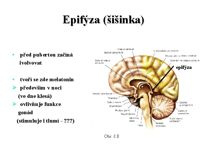 Epifýza (šišinka) • před pubertou začíná ivolvovat epifýza • tvoří se zde melatonin Ø