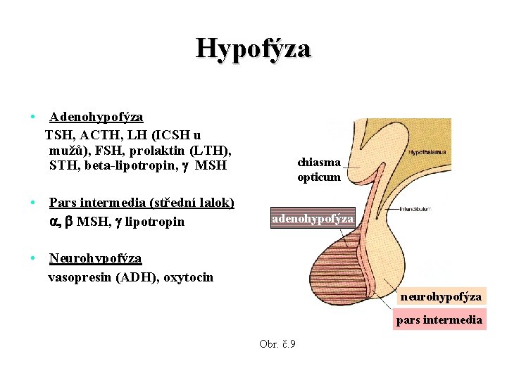 Hypofýza • Adenohypofýza TSH, ACTH, LH (ICSH u mužů), FSH, prolaktin (LTH), STH, beta-lipotropin,