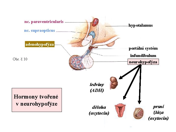 nc. paraventricularis hypotalamus nc. supraopticus adenohypofýza portální systém infundibulum neurohypofýza Obr. č. 10 ledviny