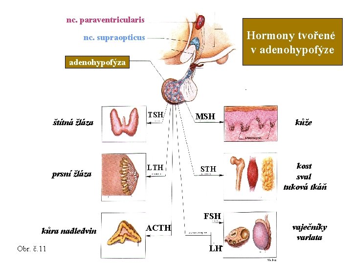 nc. paraventricularis Hormony tvořené v adenohypofýze nc. supraopticus adenohypofýza štítná žláza prsní žláza TSH