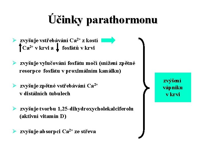 Účinky parathormonu Ø zvyšuje vstřebávání Ca 2+ z kostí Ca 2+ v krvi a