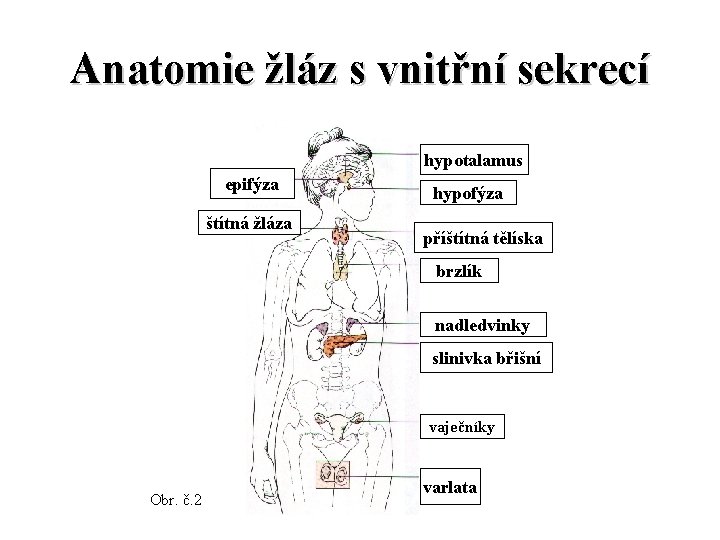 Anatomie žláz s vnitřní sekrecí hypotalamus epifýza štítná žláza hypofýza příštítná tělíska brzlík nadledvinky